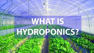 What Is Hydroponics Amazing Advantages Over SoilBased Agriculture [upl. by Valry]