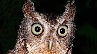 Eastern Screech Owl  Sound Call Sound Voice Hooting And Other Noises Made by the Bird [upl. by Asecnarf]