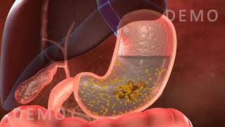 THE HUMAN DIGESTIVE SYSTEM OESOPHAGUS AND STOMACH v02 [upl. by Sillihp759]