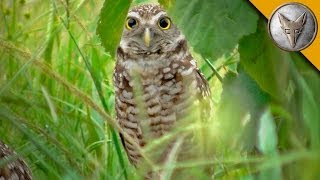 A Rare Glimpse of the Burrowing Owl [upl. by Antonio]