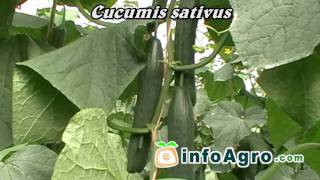 Cucumbers growing 12 [upl. by Bradwell]