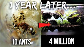 My Pet Fire Ant Colony 1 Year Later Road to 4 Million [upl. by Hnib]