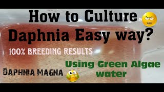 Daphnia MagnaHow to Culture Daphnia Easy wayCulturing Daphnia using Green water Daphnia [upl. by Tarah]