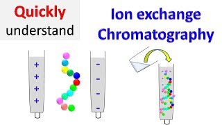 Ion exchange chromatography [upl. by Helsell553]