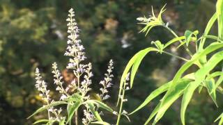 Nirgundi Vitex negundo  Best herb for management of pain [upl. by Enyawal]