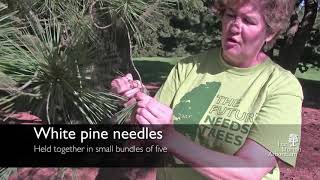 How to identify white pine Pinus strobus [upl. by Deehan]