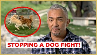 STOPPING A DOG FIGHT  Cesar 911 [upl. by Letnuahc873]