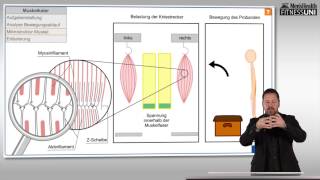 FitnessUni – Die Wahrheit über Muskelkater [upl. by Raffaj]