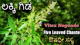 ಲಕ್ಕಿ ಗಿಡ Five Leaved Chaste Vitex Negundo [upl. by Sumerlin3]