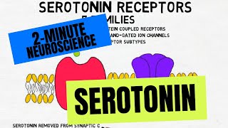 2Minute Neuroscience Serotonin [upl. by Hsilgne734]