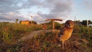 Cute Baby Burrowing Owls [upl. by Anec]