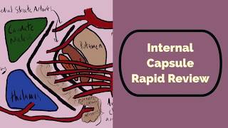 Internal Capsule Rapid Review [upl. by Nydnarb]