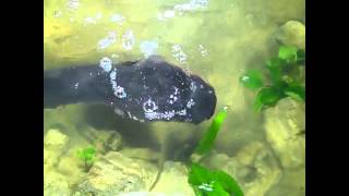 Electric Eels Zap Their Prey  Video [upl. by Aneret]