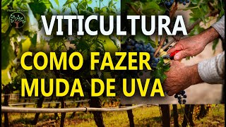 Muda de Uva Como Fazer de forma correta com Sergio Semerdjian [upl. by Penland]