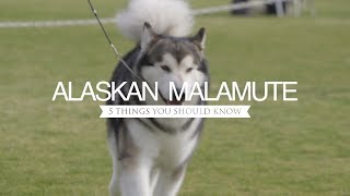 ALASKAN MALAMUTES FIVE THINGS YOU SHOULD KNOW [upl. by Pulsifer]