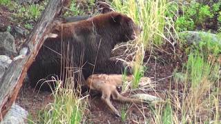 Bear eats elk calf alive  RAW uncut version  Yellowstone National Park [upl. by Assenyl]