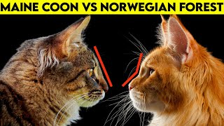 Maine Coon Vs Norwegian Forest Cat  How To Identify Them [upl. by Zora]