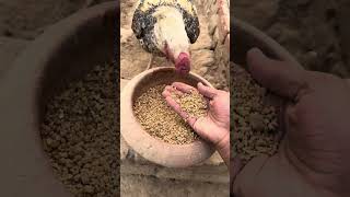 Parrot beak long tail aseel diet [upl. by Anilam]