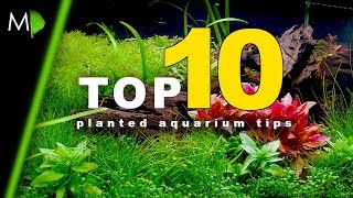 Top 10 Planted Aquarium Tips [upl. by Denie946]