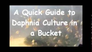 How to culture daphnia outside [upl. by Attesoj]