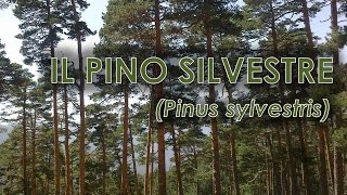 Pino silvestre Pinus sylvestris [upl. by Anneirda]