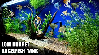 Build A Low Budget Planted Aquarium For Angelfish [upl. by Yntirb147]