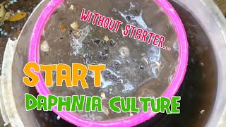 How to culture daphnia moina the easy way 1  Starting the Daphnia culture [upl. by Fernald]