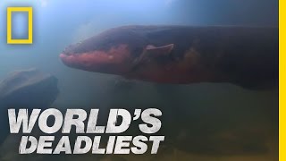 SixFoot Electric Eel  Worlds Deadliest [upl. by Aiek732]