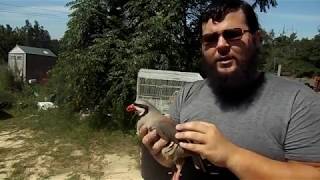 Raising Chukar Partridge [upl. by Ettevroc160]