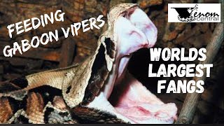 Worlds Largest Fangs  Feeding African Gaboon Vipers [upl. by Leesa]