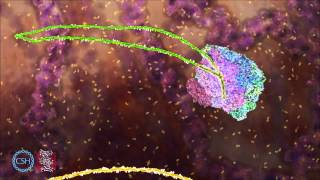 RNA Splicing [upl. by Ubana]