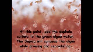 Daphnia  How to grow daphnia in your home [upl. by Aven]