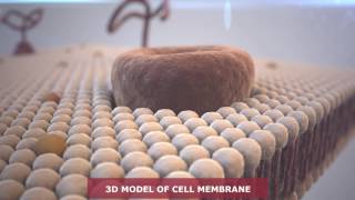 3D model of cell membrane [upl. by Marnia878]