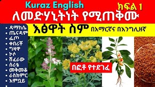 ለመድሃኒትነት የሚጠቅሙ እፅዋት ስም  names of Ethiopian medicinal plants and herbs  Part 1 [upl. by Skrap]