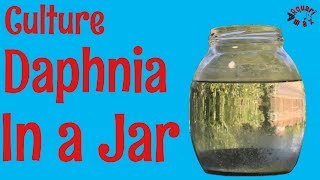 How to Culture Daphnia in a Jar [upl. by Enelyk]