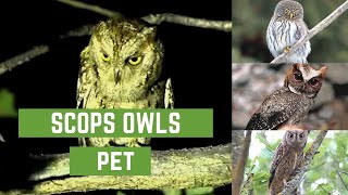 Scops owls  scops owl feeding  scops owl feeding  scops owl care  scops owl pet [upl. by Anecuza776]