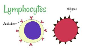 Cell Defence Lymphocytes and Phagocytes [upl. by Theran]