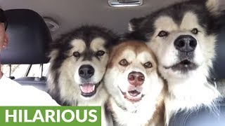 Alaskan Malamutes Sing In quotPerfectquot Harmony During Car Ride [upl. by Monreal89]