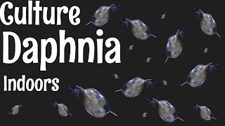 How to Culture Daphnia [upl. by Allemaj]