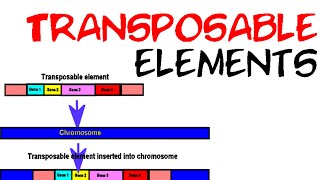 Transposable elements [upl. by Sibel93]