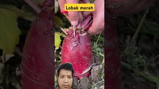 Lobak merah fruit satisfyingfruitcutting awesomefruitscutting gardening satisfying [upl. by Leunamme]