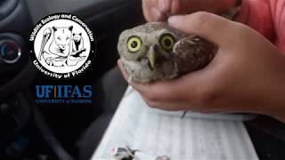 All About Floridas Burrowing Owls [upl. by Alpert]