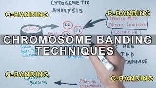 Chromosome Banding Techniques [upl. by Eiramassenav]