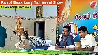 Parrot beak long tail roosters exhibition  Salem aseel show  NayakAseelBreeds [upl. by Rosdniw]