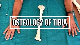 Osteology of Tibia [upl. by Eelrac]