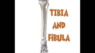 Tibia and Fibula Anatomy leg bones [upl. by Petrie]