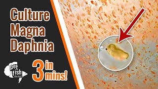 How to culture DAPHNIA MAGNA  The easy way [upl. by Eldredge]