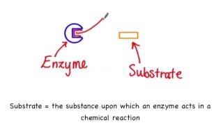 25 Enzymesubstrate specificity [upl. by Weed]