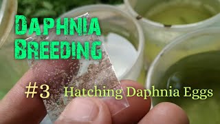 Daphnia Culture made simple and easy 3  Hatching Daphnia eggs [upl. by Diarmid]