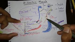 Digastric muscles some important point [upl. by Eelirol]